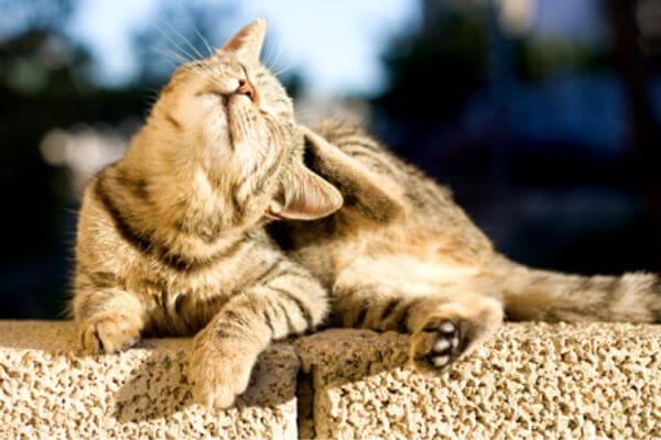 Comment reconnaitre si mon chat a des puces (2) Comment reconnaitre si mon chat a des puces (2)