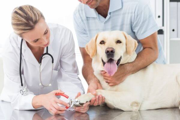 couper les ongles de son chien couper les ongles de son chien