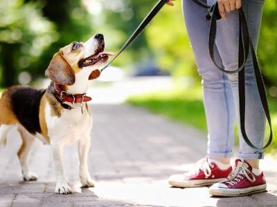 comment éduquer son chien comment éduquer son chien