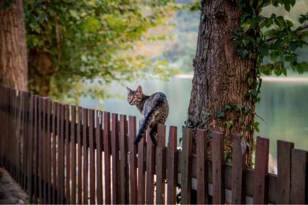 Retrouver son chat Retrouver son chat