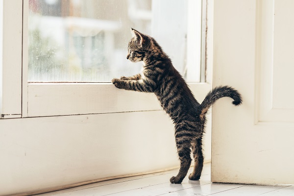 Chat miaule Chat miaule