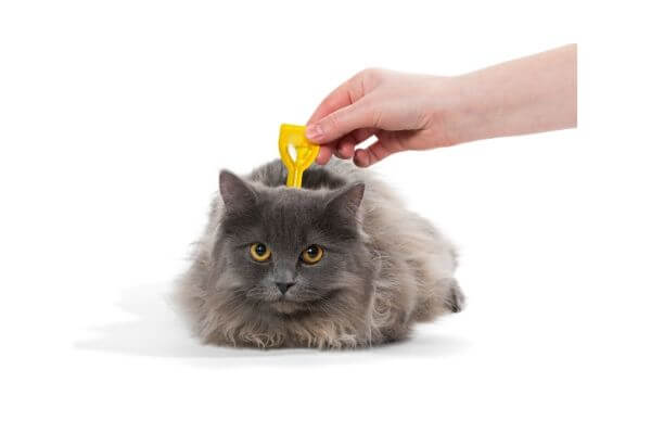 comment apliquer une pipette antipuce a son chat comment apliquer une pipette antipuce a son chat