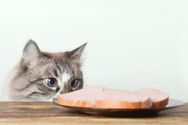 comment nourrir son chat ? comment nourrir son chat ?
