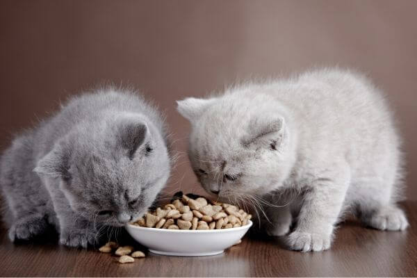 quelle alimentation donner à un chaton quelle alimentation donner à un chaton