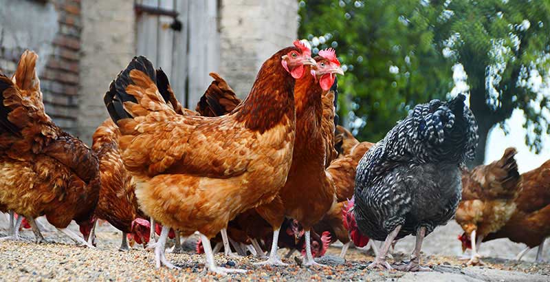 Quiz : Testez vos connaissances sur la santé des poules